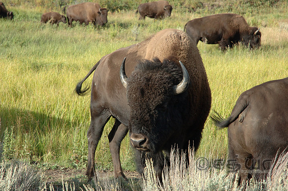 Animals - Bison