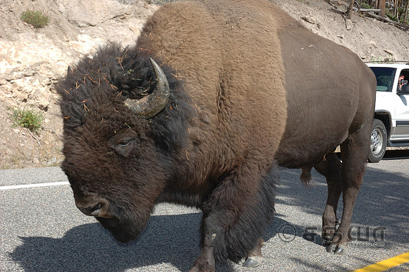 Animal - Bison