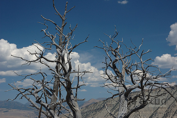 Scenery - Trees @ Mammoth