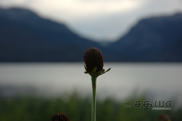Scenery - Flower in the backdrop of Teton