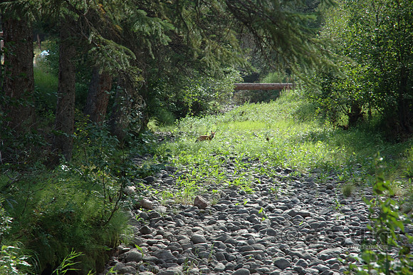 Animals - Coyotes at a distance in Sloath creek
