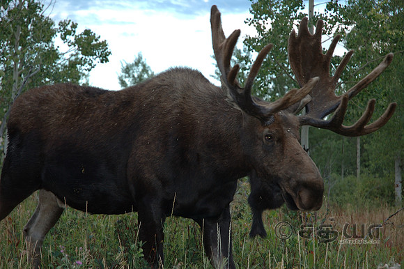 Animals - Bull Moose