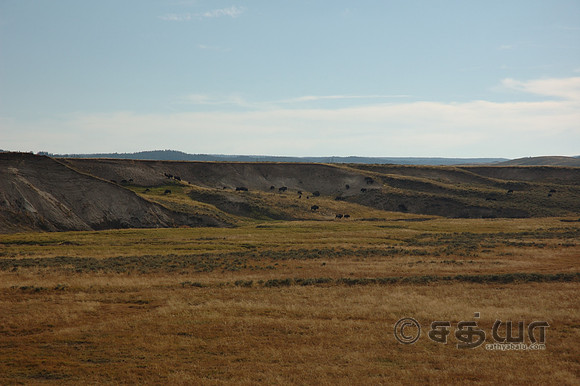 Scenery - Bison grazing @ Hayden Valley