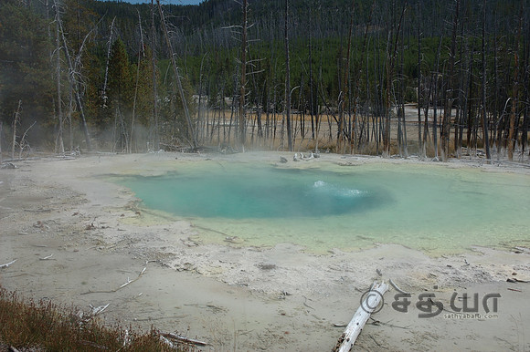 Cistern Spring @ Norris Geyser Basin