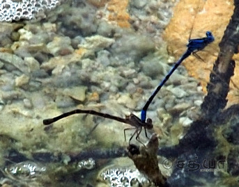 Animals - Mating Dragon Fly