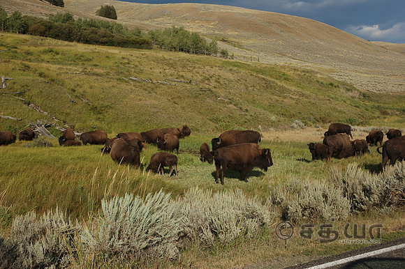 Animals - Bisons grazing @ Lamer Valley