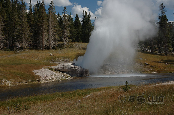 Riverside Geyser @ Upper Geyser Basin