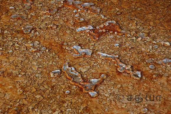 Biscuit Basin - Algae/Bacteria